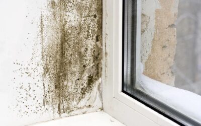 Rising Dampness and Mould? Don’t Ignore the Signs
