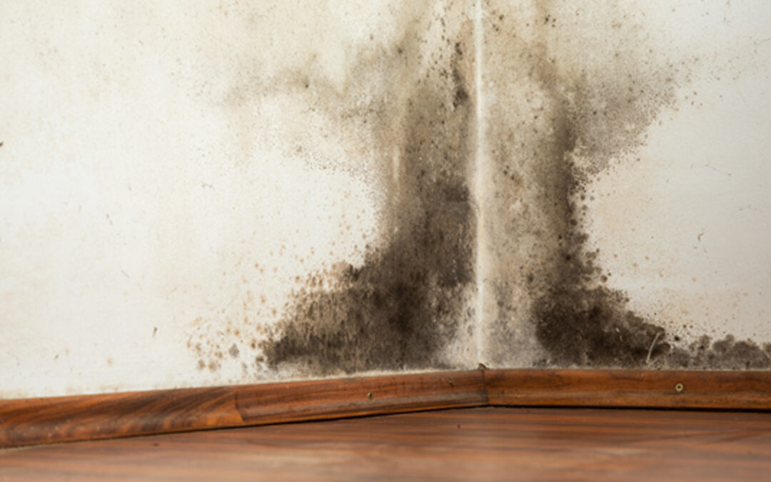 How to Tell If Your Home Has Mould – 5 Signs to Look Out For