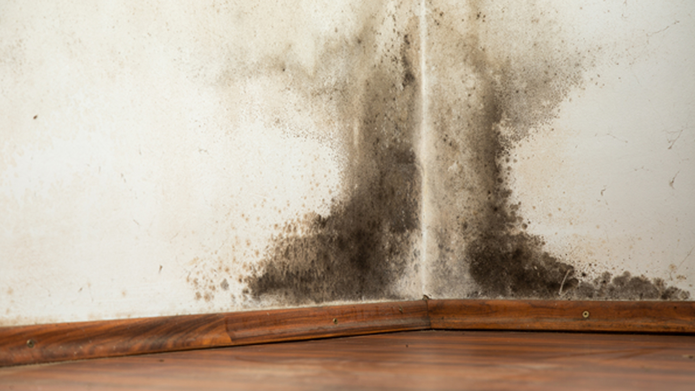 How to Tell If Your Home Has Mould – 5 Signs to Look Out For