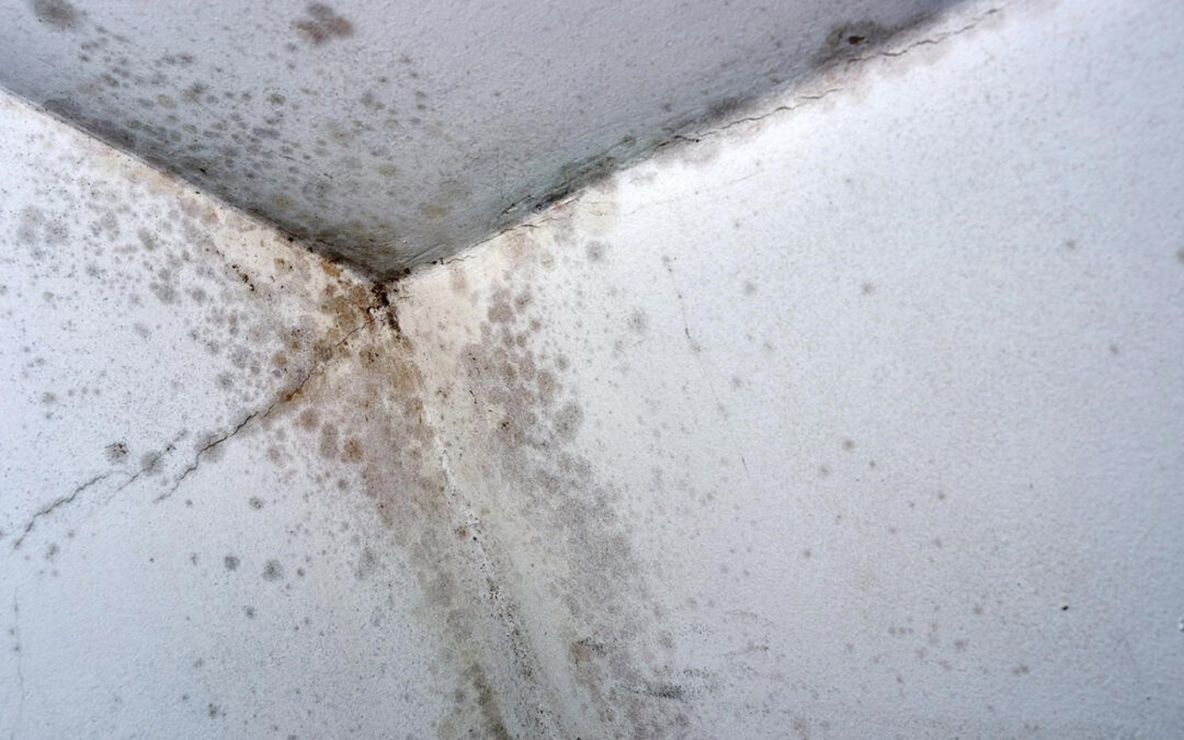 What To Do If You Think You Have Mould